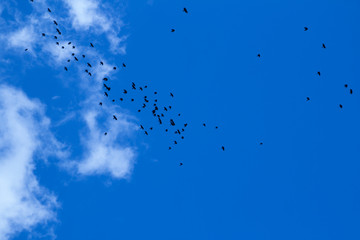 pajaros cielo