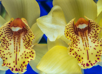 Phalaenopsis orchid