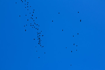 pajaros cielo