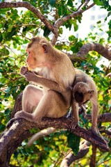 Two monkeys are on the tree , which  they are eating  nuts very tasty.