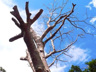 tree on blue sky