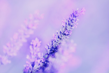 Obraz premium Closeup of lavender, purple tone sunlight. Fabulous magical artistic image of dream, copy space