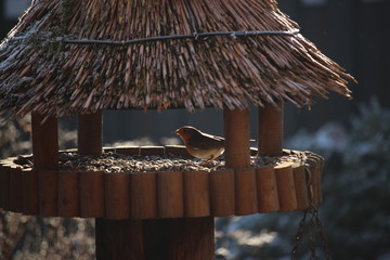 Rotkehlchen im Futterhaus