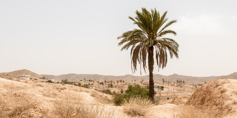 Lone palm tree in the city of Matmata, Tunisia, Africa