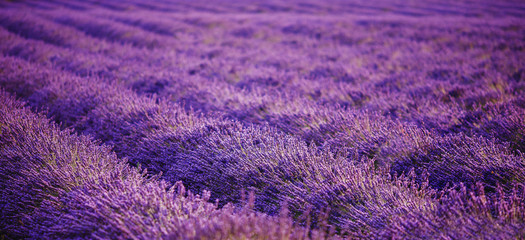 Fototapeta na wymiar Lavender field in sunlight, Provence, France. Rows extending into distance. Violet tone