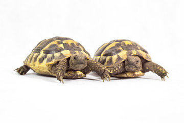 Hermans Tortoise isolated on white background