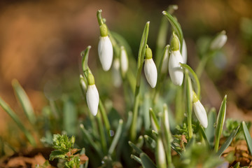 snowdrops in backlight. White beautiful spring flower.