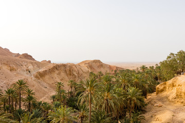 The oasis Chebika in Tunisia, Africa