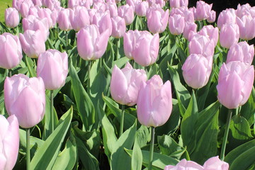 pink tulips in the garden
