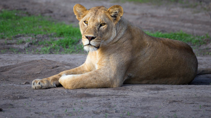 Lion female resting