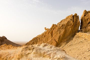 Mountain goat in Atlas mountain oasis Chebika, Tunisia, Africa