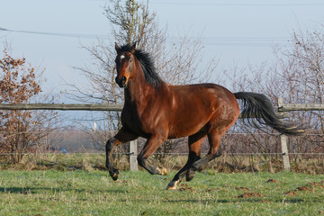 Pferd rennt auf der Weide