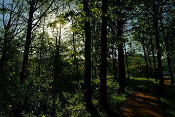asphalt track in the Park in spring