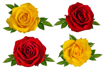 Naklejka premium Świeże, piękne róże na białym tle na białym tle ze ścieżką przycinającą