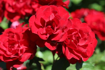 red rose in the garden