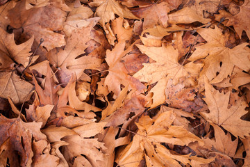 Fallen maple leaves.