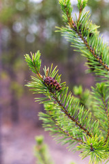 Pine cone on a branch