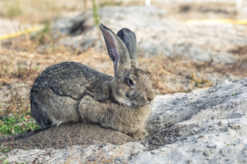 Portrait of a big beautiful rabbit in the yard