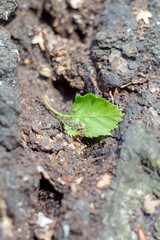 Closeup of a green leaf of a birch on a tree stump in the woods on a blurred background and selective focus