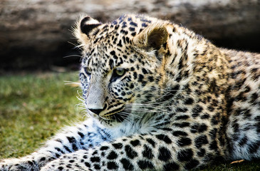 Fototapeta na wymiar Leopard 