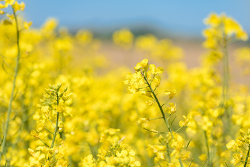 Rape Flowers in the season spring. Yellow field