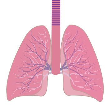 Human Lungs  vector illustration isolated on a white background