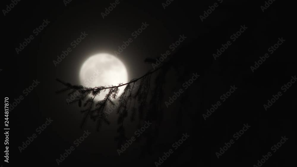 Wall mural bright full moon shining in night sky close up with cloud layer passing by and limb from fir tree in