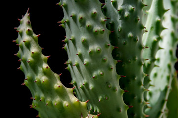 Cactus IMG_0286