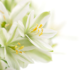 Fototapeta na wymiar white flowers background