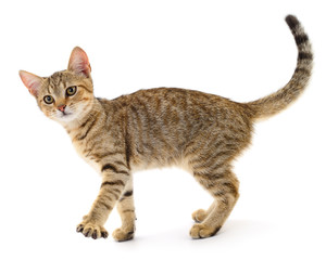 Small brown kitten isolated on white background.