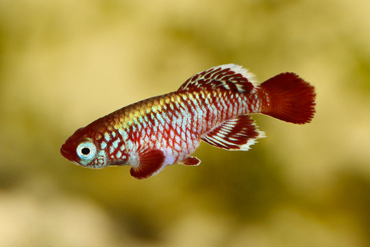 Red eggersi killifish aquarium fish Nothobranchius eggersi