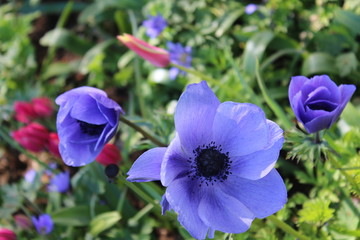 blue flowers in the garden