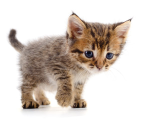 Kitten on white background.