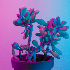 Cactus minimal synthwave light. Creative concept art