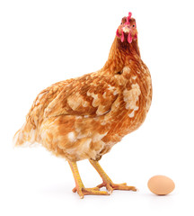 Brown hen with egg.