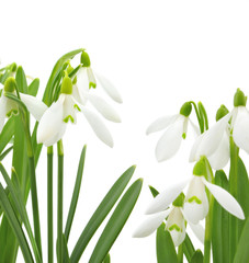 Snowdrops (Galanthus nivalis) on white background