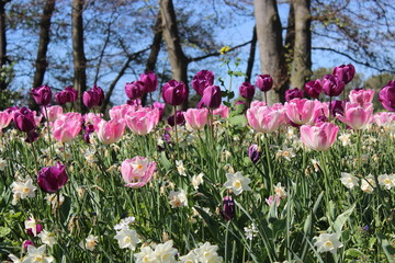 pink flowers in the garden