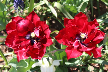red flowers in garden