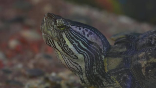 Red-eared slider turtle (Trachemys scripta elegans) moves its head in terrarium...Unmodified camera color.