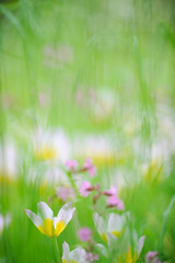 Obraz na płótnie Canvas Tulips (Tulipa Bakeri Lilac Wonder) on a meadow in springtime.