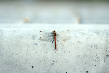 dragonfly on rock