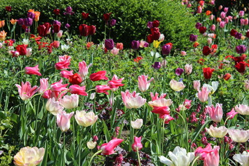 field of pink tulips