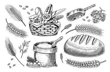 Set of wheat and Cereals. Barley and Malt Rye seeds for making bread, Beer and bakery products. Whole grains,bag of flour and organic farmer oat harvest. Hand drawn Vintage sketch.