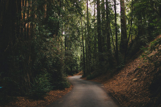 road in the forest - Powered by Adobe