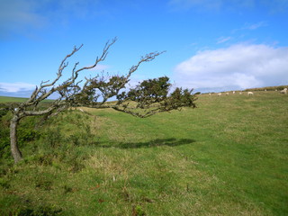 Graslandschaft mit Baum in Wales