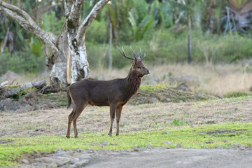 cerf à l'île maurice