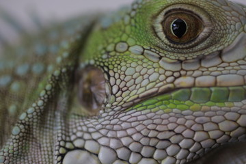 iguana verde lagarto lizard green 