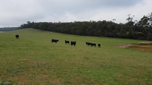 Australian Angus cows scattered in a green, grassy field. A dense tree line dominated by gum trees and a dam frame the field. The cows are startled and gather to watch.