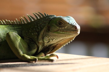 iguana verde lagarto lizard green 