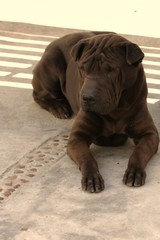 sharpei padrao americano chocolate 
